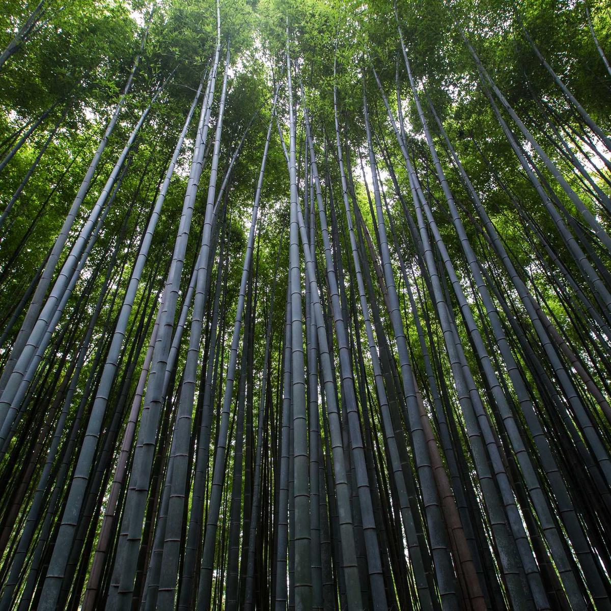 Mango Satin Midi Dress