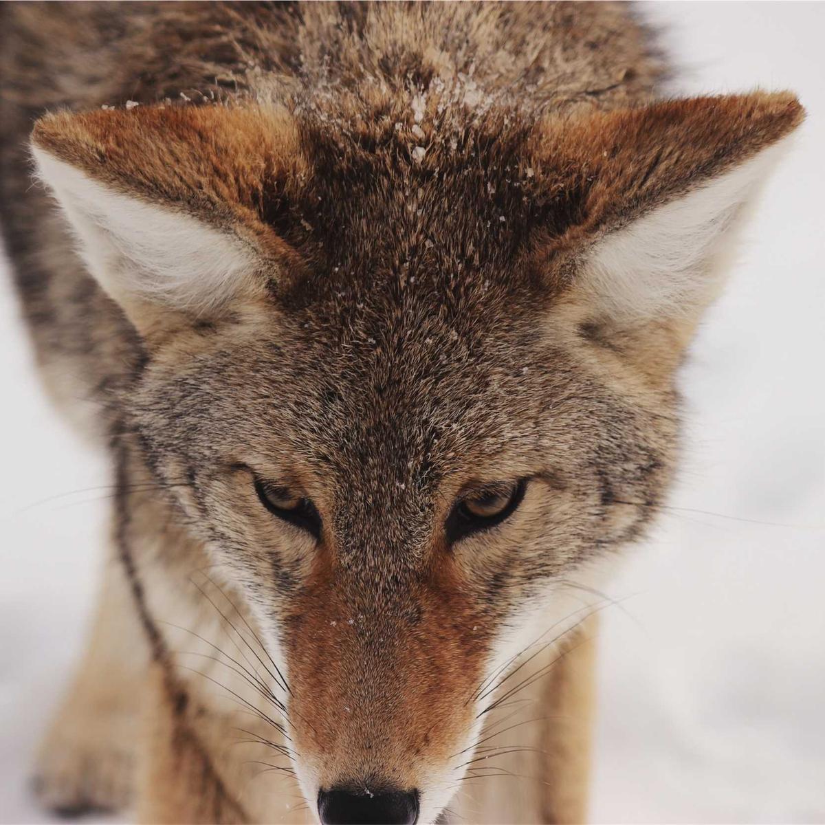 Samsung Galaxy S24 Ultra